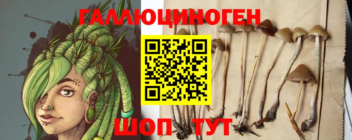 Топки  магазин продажи   Вход с VPN  Псилоцибиновые грибы GOLDEN TEACHER 